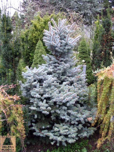 Kalemljena plava smrča	Picea pungens ’Glauca’